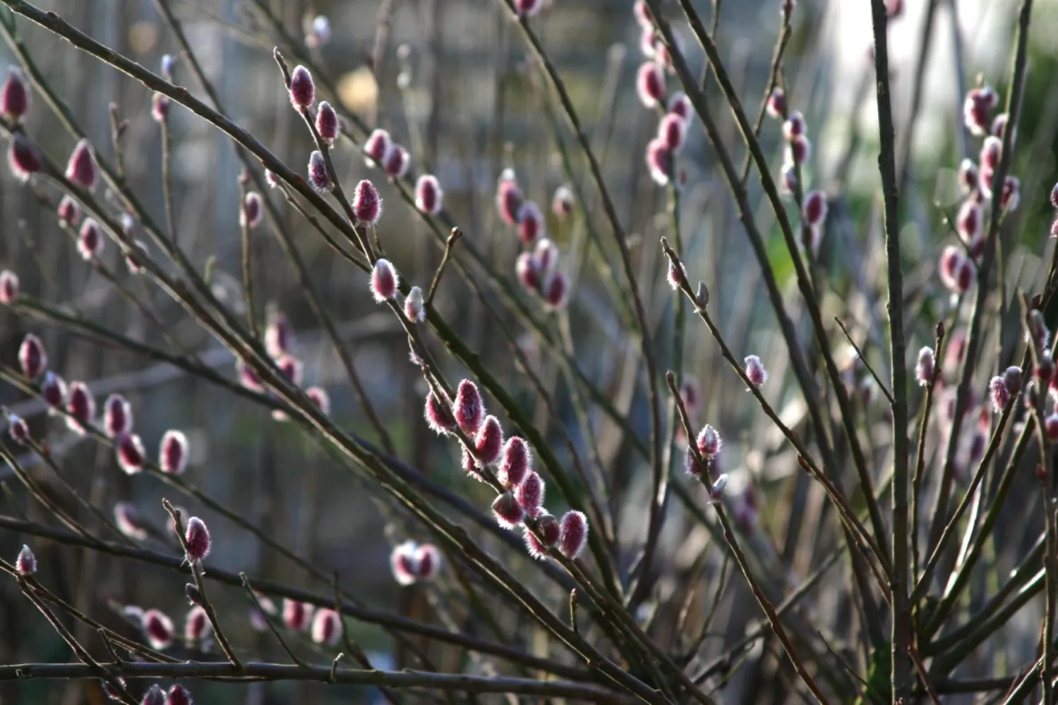 In de tuin